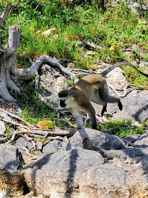 Monkey on a rocky terrain surrounded by greenery.