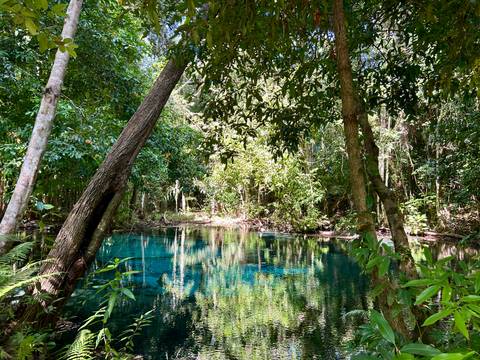 Clear blue water surrounded by trees in a forest.