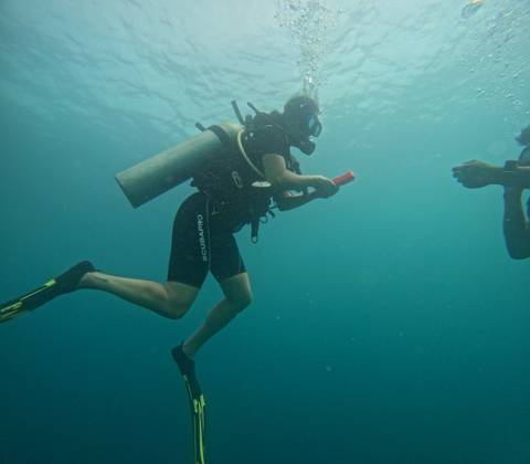       Scuba diver exploring underwater, holding a red object, accompanied by another diver.
  