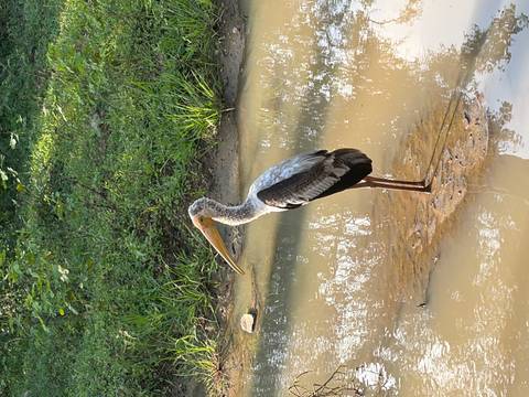 A stork standing in a muddy water body with greenery in the background.