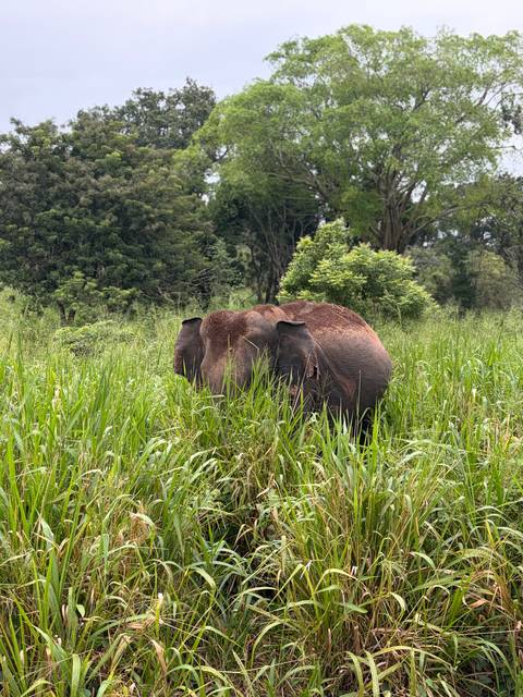 An elephant partially hidden by tall grass in a serene natural setting.
