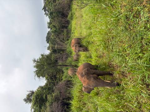 Multiple elephants walking through tall grass with a forest backdrop.