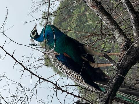       Vibrant peacock perched on a tree branch.
  