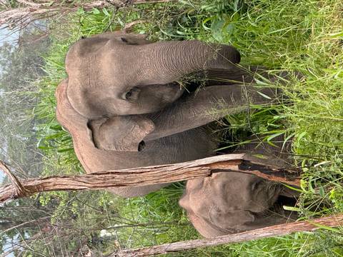       Two elephants grazing in a lush green setting.
  