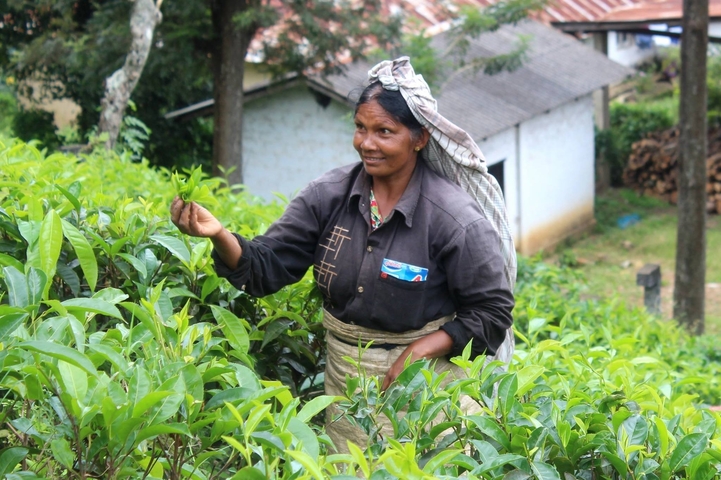 Woman picking tea leaves in a lush plantation.