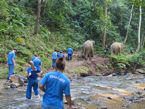       Tourists walking with elephants in a lush jungle setting in Chiang Mai.
  