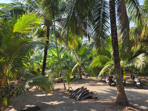Dense tropical greenery with palm trees and mopeds in the Mekong Delta.