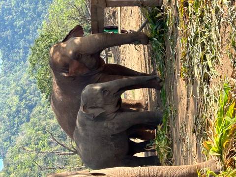       Two elephants standing outdoors.
  