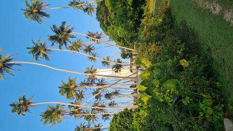 Lighthouse surrounded by tall palm trees in a tropical setting.