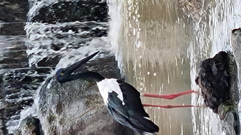 Large bird standing on a rock with a waterfall in the background.