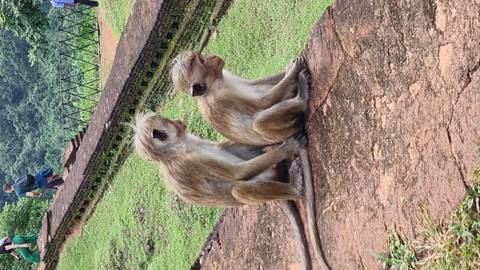 Two monkeys sitting on a stone surface with lush greenery in the background.