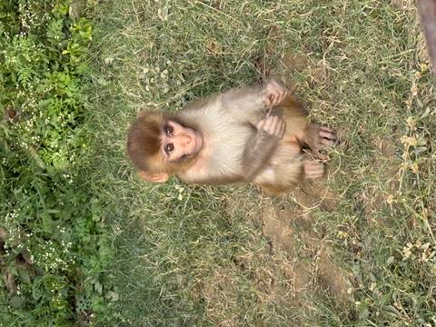 Small monkey sitting on the grass.