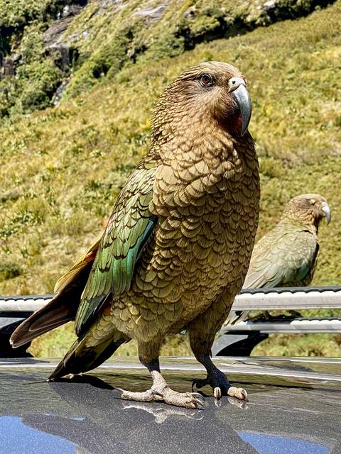 Close-up of a parrot perched in a natural setting.