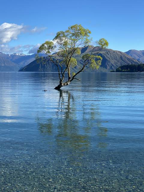 Solitary tree in a lake reflecting the landscape and sky.