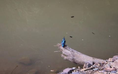 Blurry image of a small bird perched on a branch.