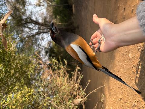 A bird perched on a person's hand against a natural backdrop.