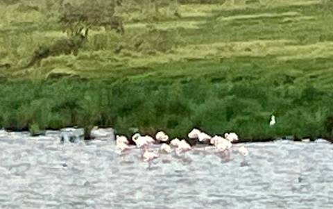       Blurry image of a group of flamingos in the water.
  
