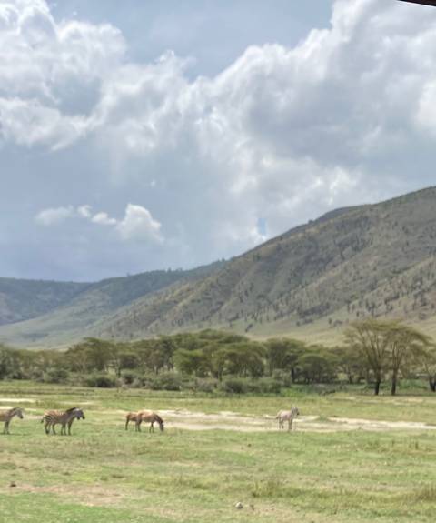 Blurry landscape view with mountains and trees.