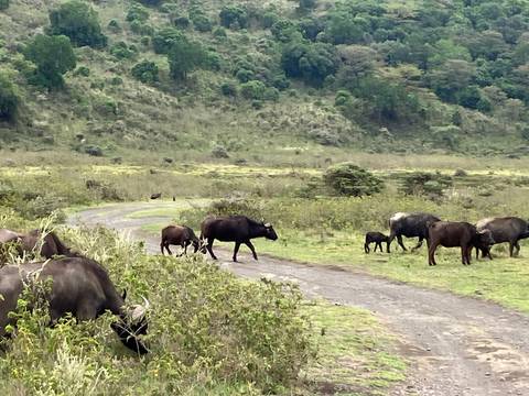 Group of buffalo crossing a dirt road in a grassy area.