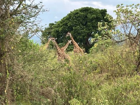       Giraffes walking among trees and bushes.
  