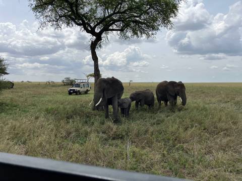 Elephants near a safari vehicle in a grassy plain.