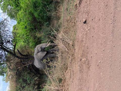 An elephant walking through brush and trees.