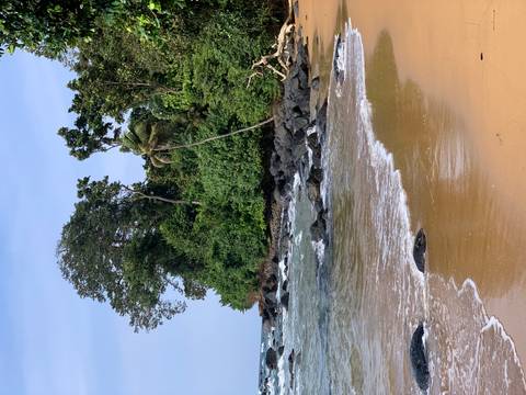 Tropical beach with trees and rocky shoreline.