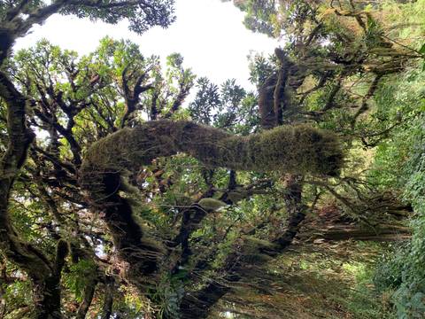Lush green tree with hanging mossy branches.