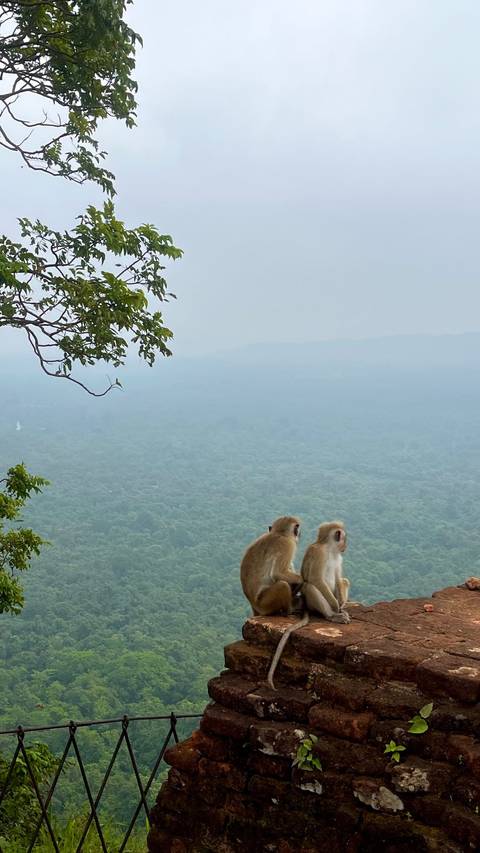 Monkeys sitting on a tree branch overlooking a vast landscape.