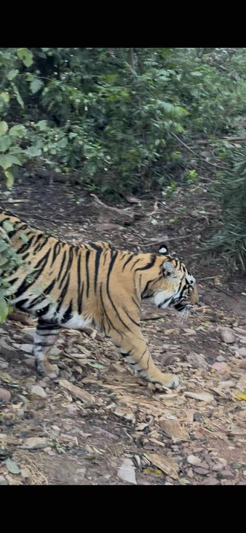       Tiger walking in a natural setting.
  