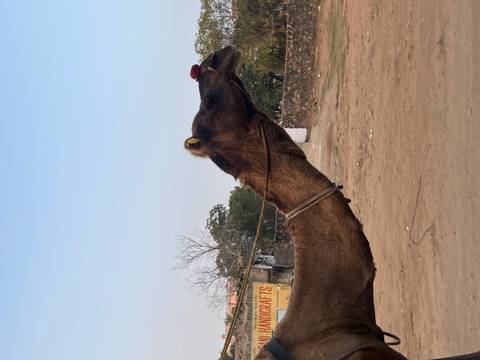       A camel with a decorative cover on a leash.
  