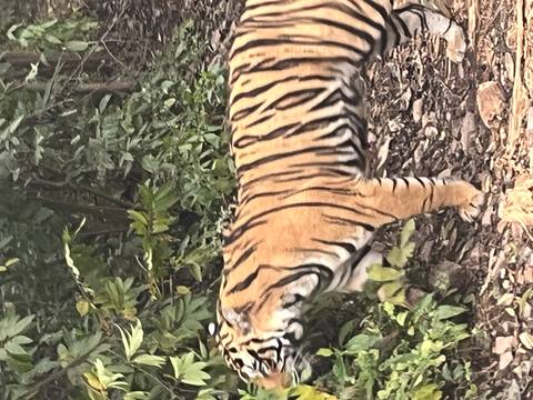       Another tiger walking in a forested area.
  