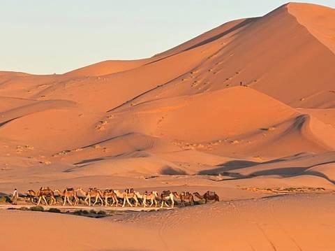 A caravan of camels crossing the sand dunes.