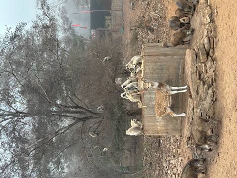       Wildlife with monkeys and a deer in a natural habitat.
  