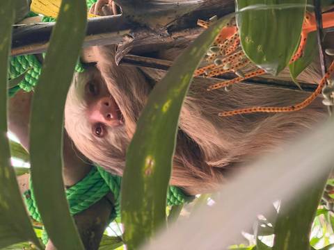       Close-up of a sloth in a lush, green environment.
  