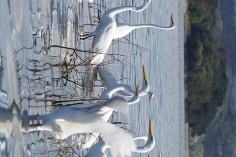       Group of white birds standing in a body of water.
  