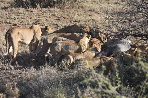       Lions feeding on a carcass in a grassy area.
  