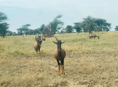       Antelope standing in an open field with trees in the background.
  