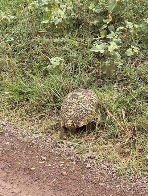       foto de reseña de cliente de Viaje de lujo de 12 días a Kenia y Tanzania - Privado 
  
