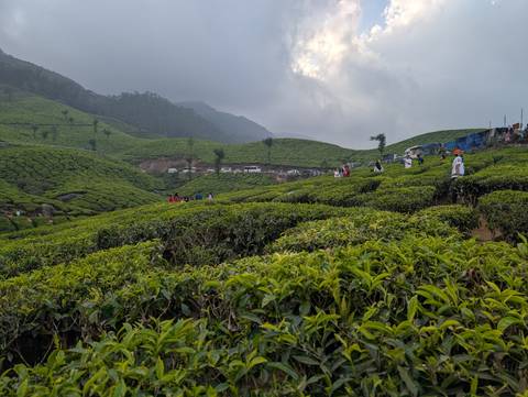       Tea plantation with people walking between rows.
  
