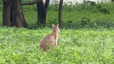 Kangaroo sitting in a grassy field near trees.