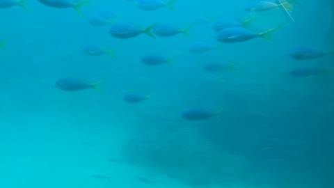 School of blue fish swimming underwater.