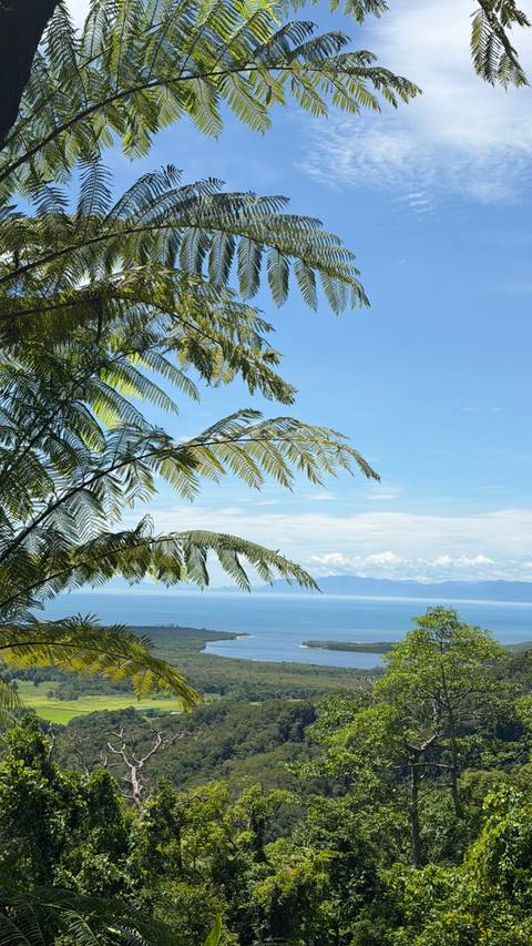       View of the ocean with tree ferns in the foreground.
  