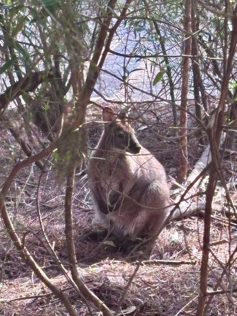 Wallaby in a wooded area.