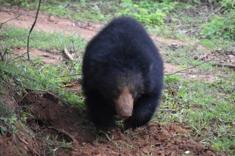 A bear walking along a dirt path in a forested area.