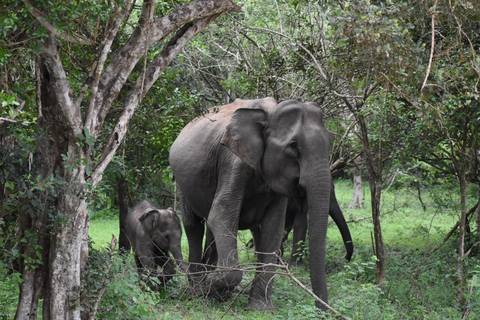 Elephants walking through a dense, green forest.