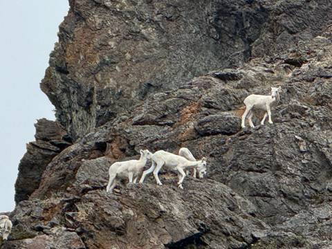       Mountain goats climbing a rocky cliff.
  
