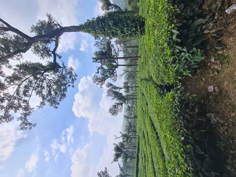Tea plantation with well-maintained bushes.