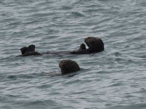       Sea otters swimming in the ocean.
  