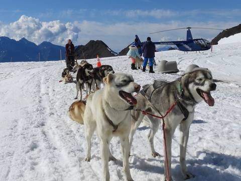       Sled dogs on snow with a helicopter in the background.
  